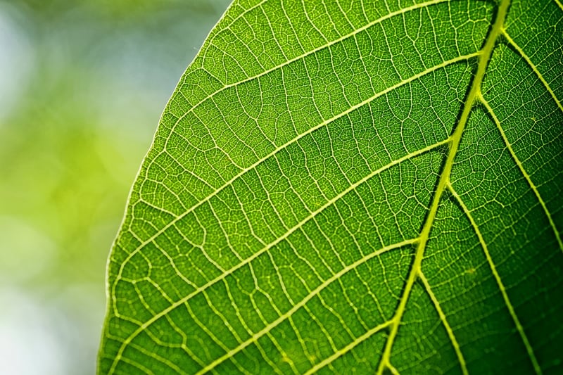 Leaf Printing
